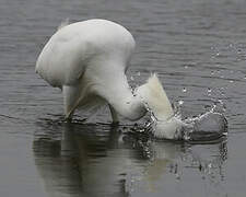 Snowy Egret