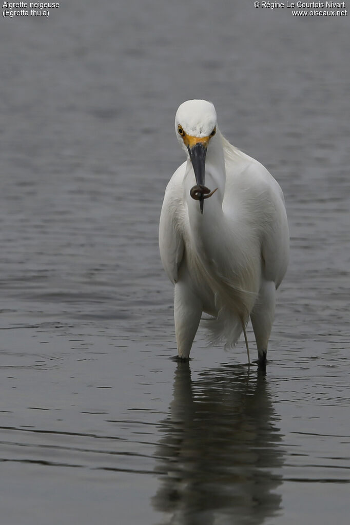 Aigrette neigeuse, pêche/chasse