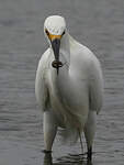 Aigrette neigeuse