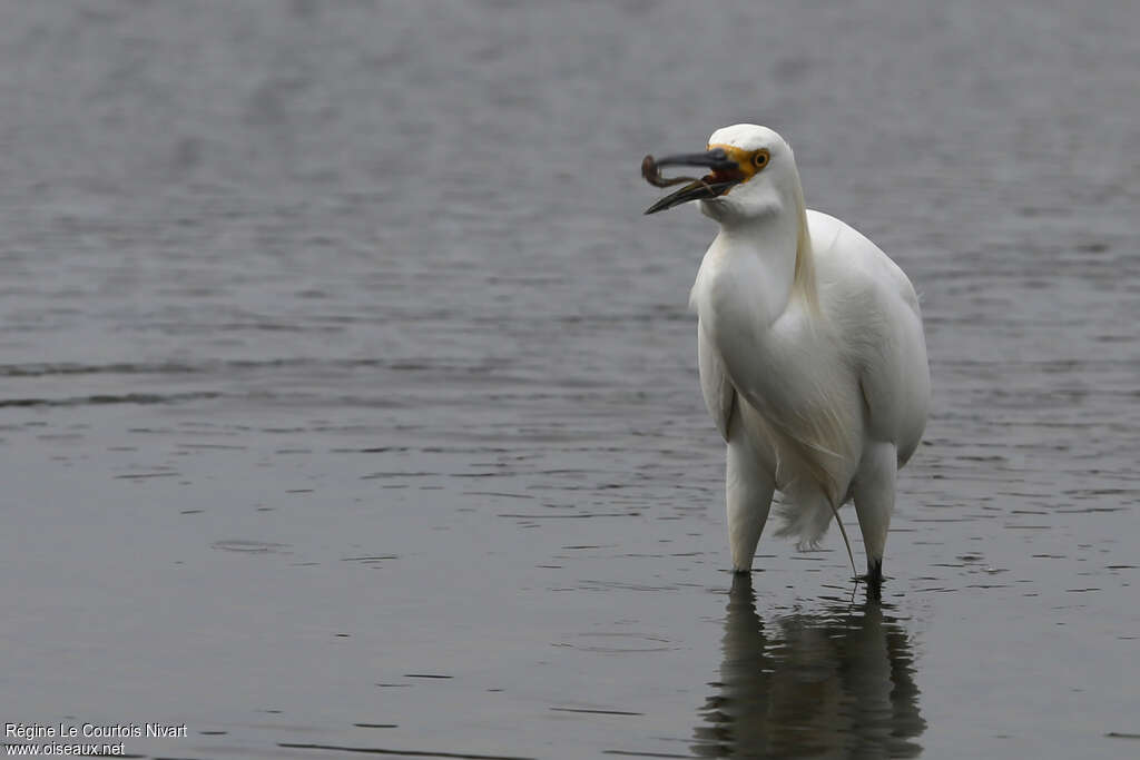 Snowy Egret, fishing/hunting