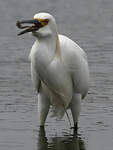 Aigrette neigeuse