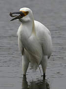 Aigrette neigeuse