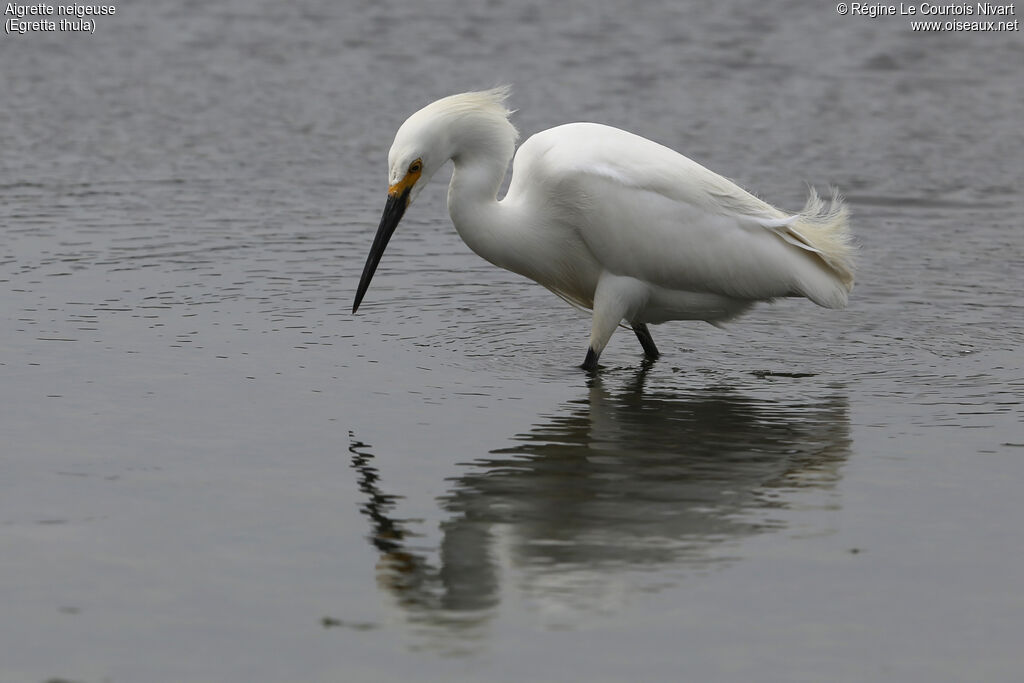 Snowy Egret