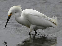 Aigrette neigeuse