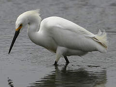 Snowy Egret