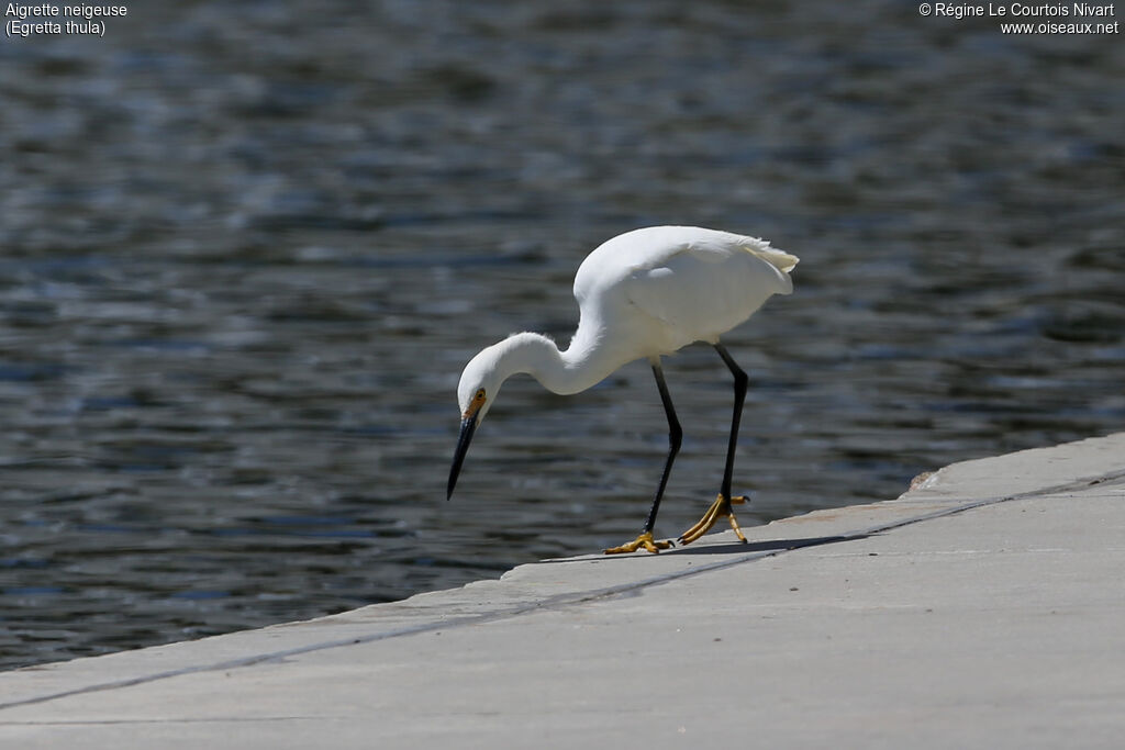 Snowy Egret