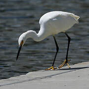 Aigrette neigeuse