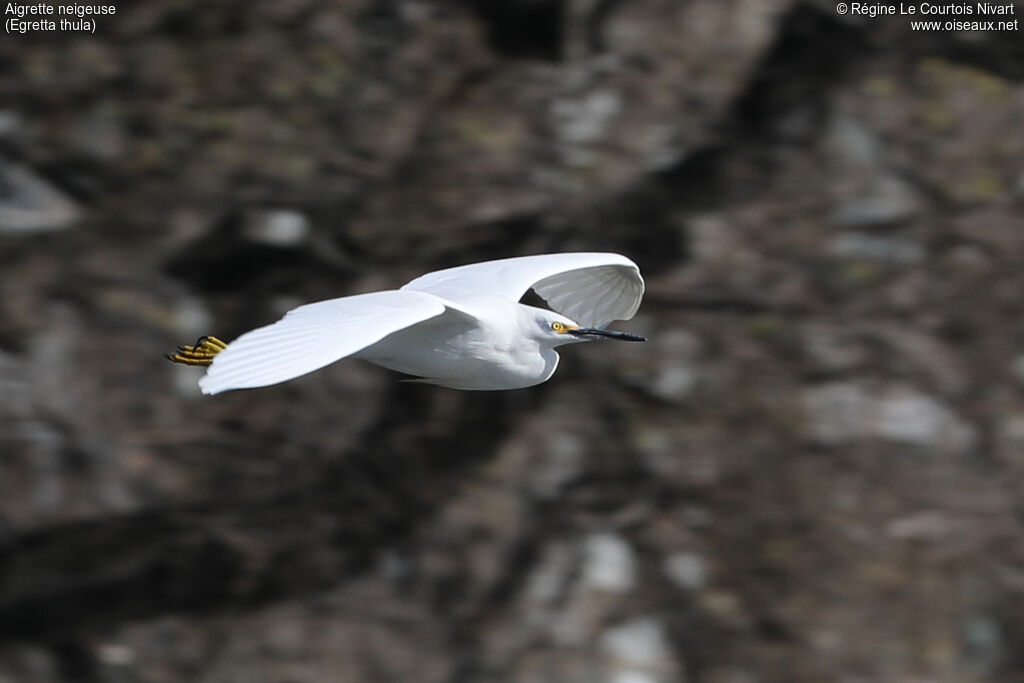 Snowy Egret
