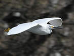 Aigrette neigeuse