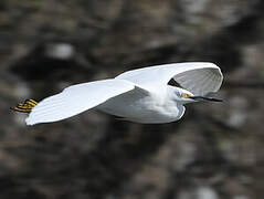 Aigrette neigeuse