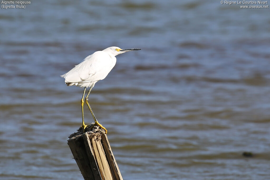 Snowy Egret