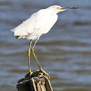 Aigrette neigeuse