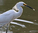 Aigrette neigeuse