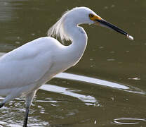 Snowy Egret