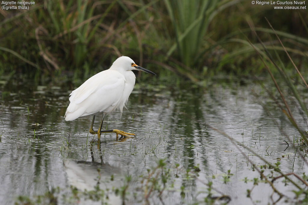 Aigrette neigeuse