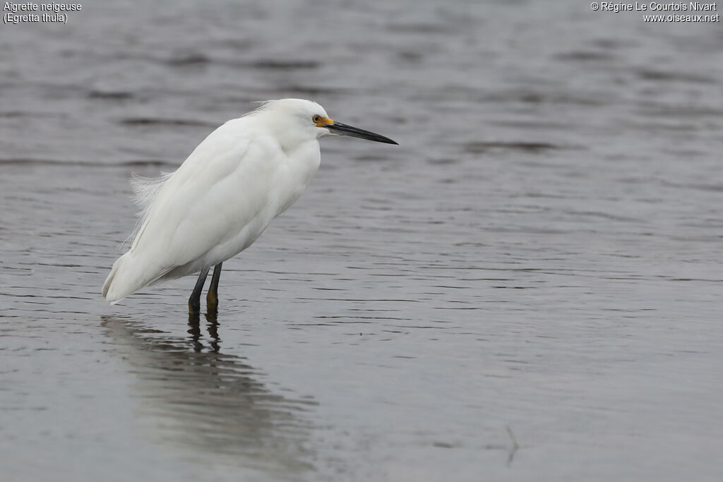 Aigrette neigeuse