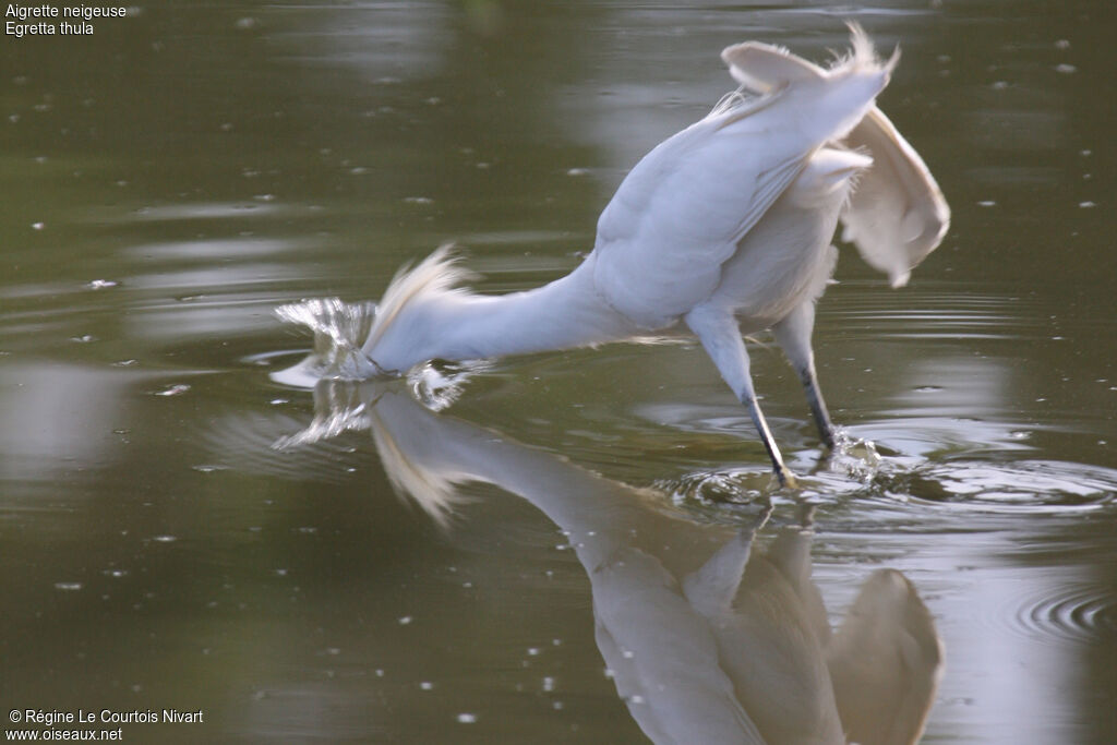 Snowy Egret