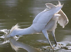 Aigrette neigeuse