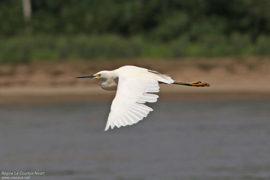 Aigrette neigeuse, Vol