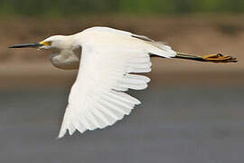 Snowy Egret