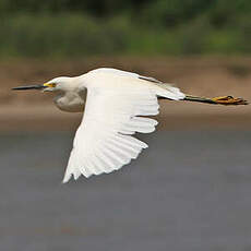 Aigrette neigeuse