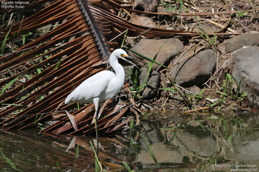 Aigrette neigeuseimmature