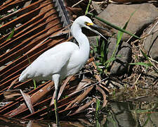 Aigrette neigeuse