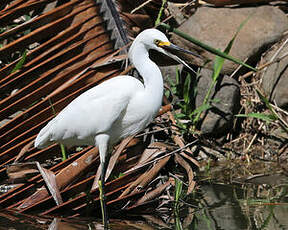 Aigrette neigeuse