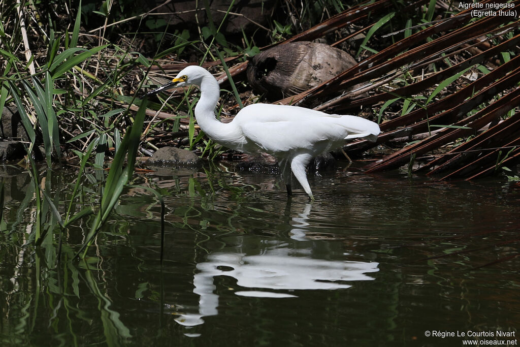 Snowy Egret