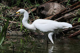 Snowy Egret