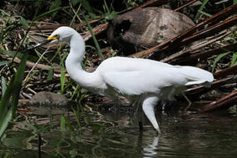 Aigrette neigeuse