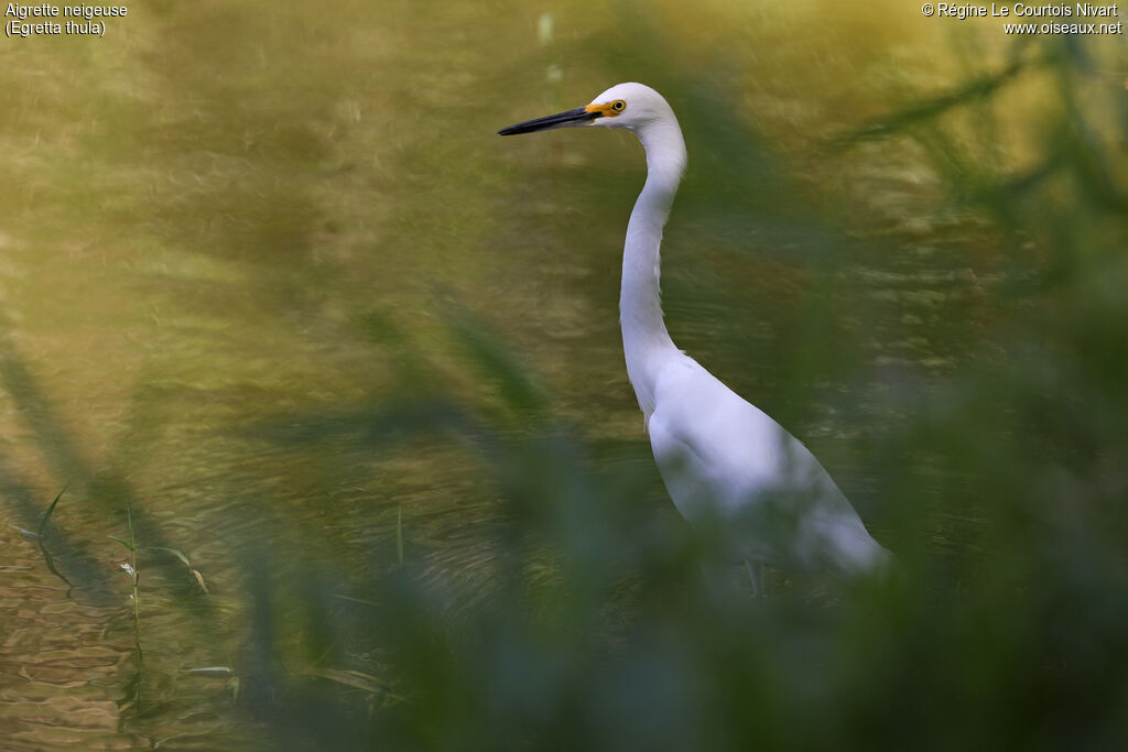 Aigrette neigeuse