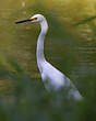 Aigrette neigeuse