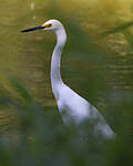 Aigrette neigeuse