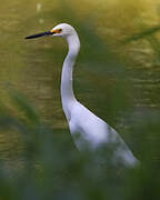 Aigrette neigeuse