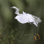 Snowy Egret