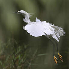 Aigrette neigeuse