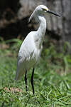 Aigrette neigeuse