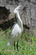 Snowy Egret