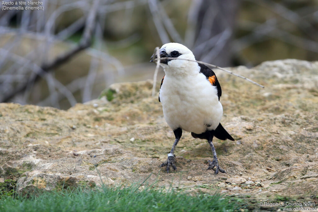 White-headed Buffalo Weaver