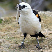 White-headed Buffalo Weaver