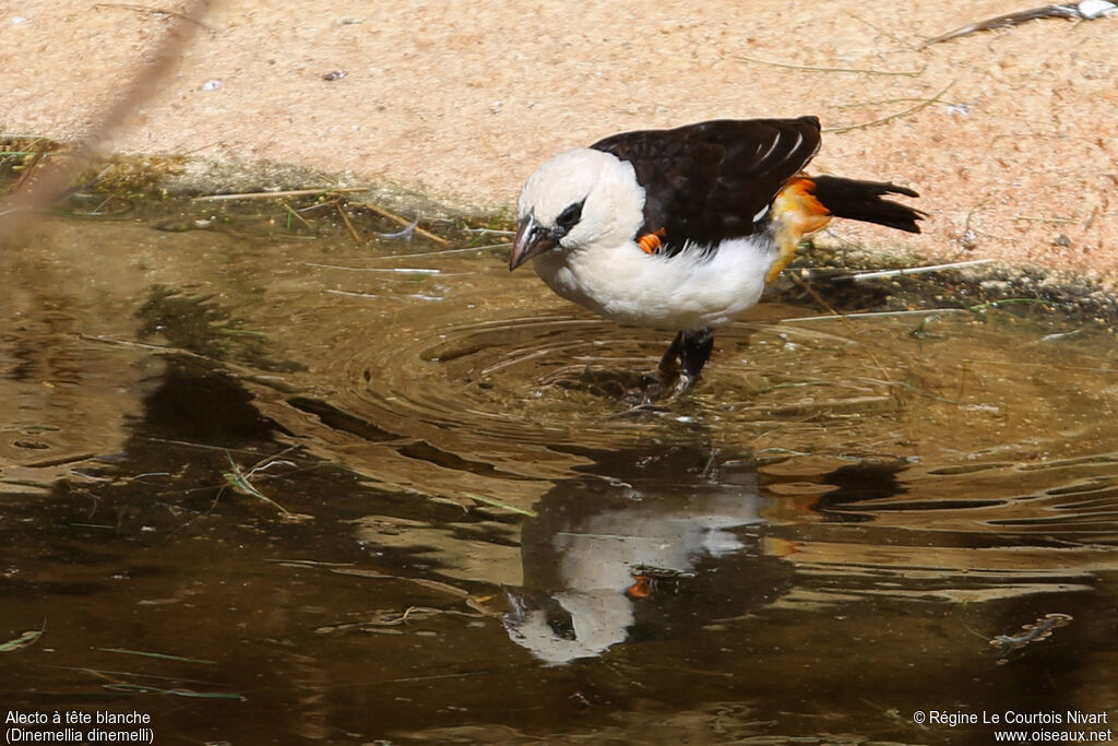 White-headed Buffalo Weaver