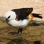 White-headed Buffalo Weaver