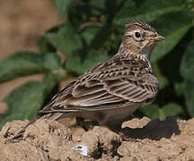 Eurasian Skylark