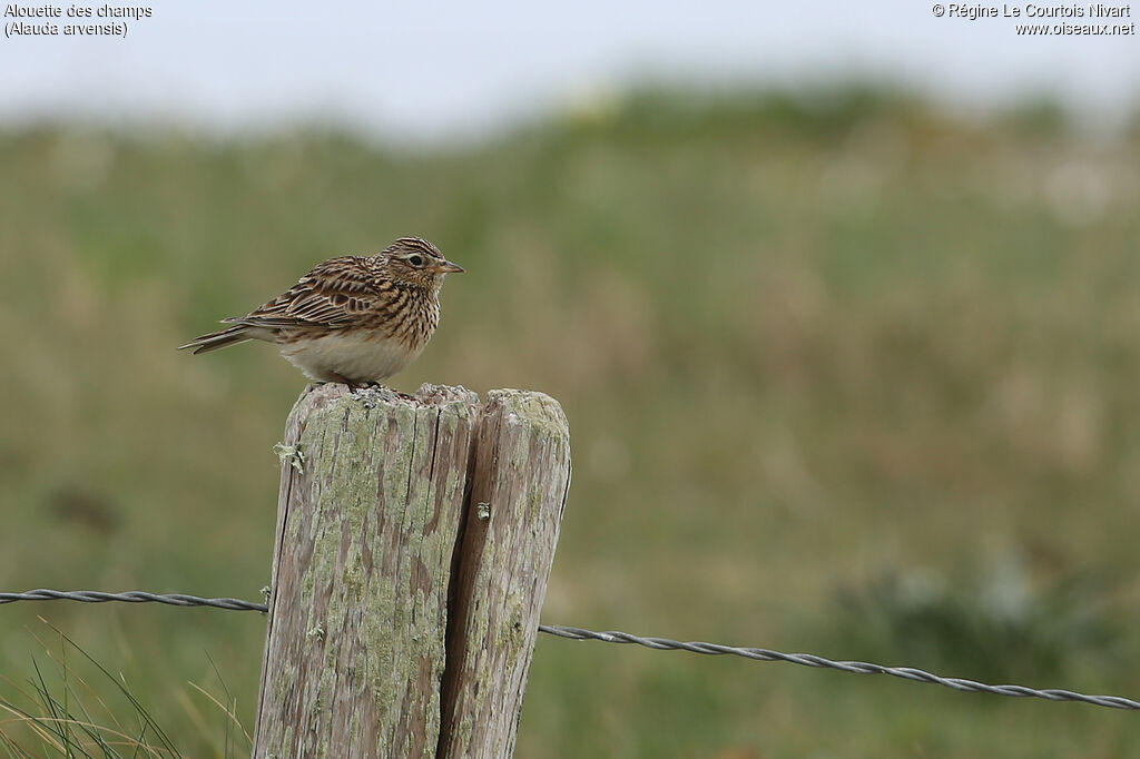 Eurasian Skylark