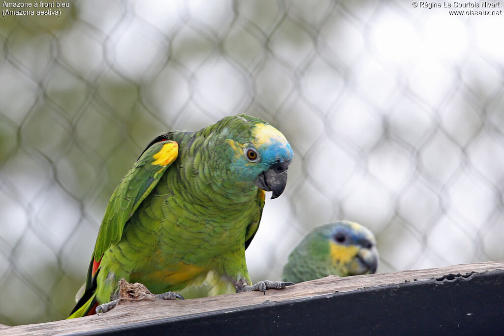 Turquoise-fronted Amazon