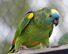 Turquoise-fronted Amazon