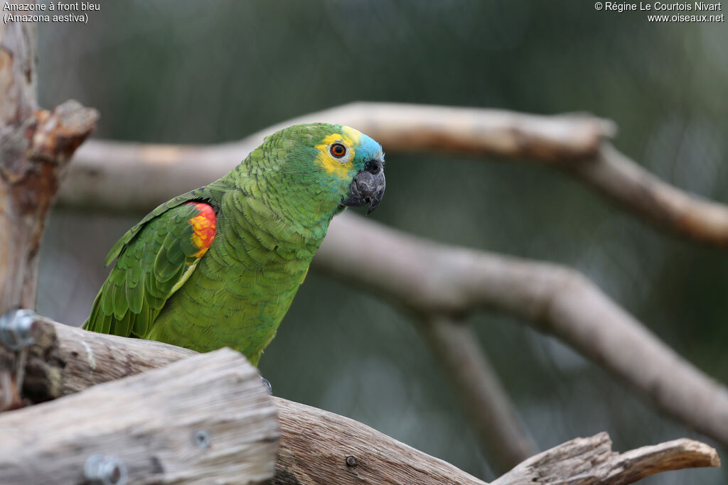 Turquoise-fronted Amazon