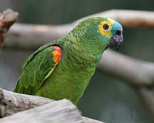 Turquoise-fronted Amazon