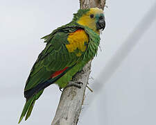 Turquoise-fronted Amazon